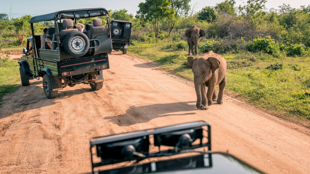 Jeep Safari at Udawalawe National Park