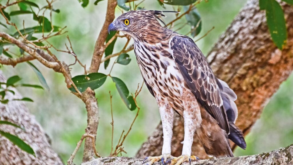 Crested Hawk Eagle at Wilpattu National Park