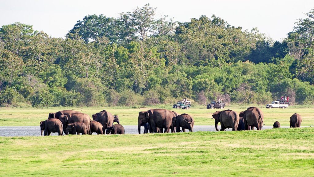 Elephant Gathering in Minneriay National Park