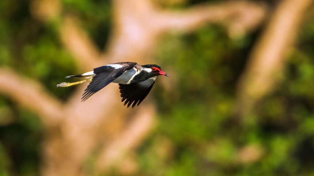 Red-watted Lapwing in Bundala National Park