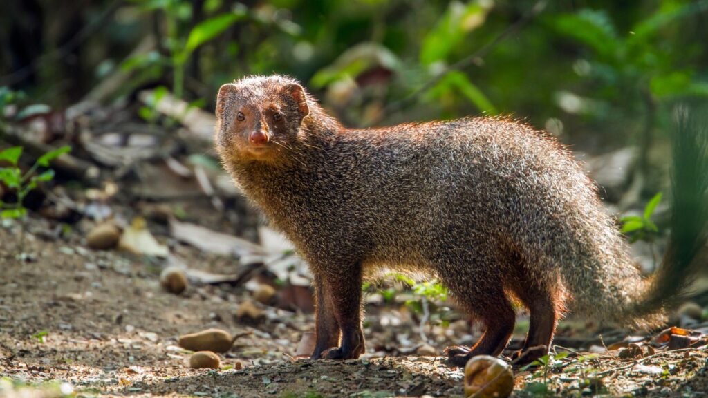 Ruddy Mongoose in Minneriay National Park