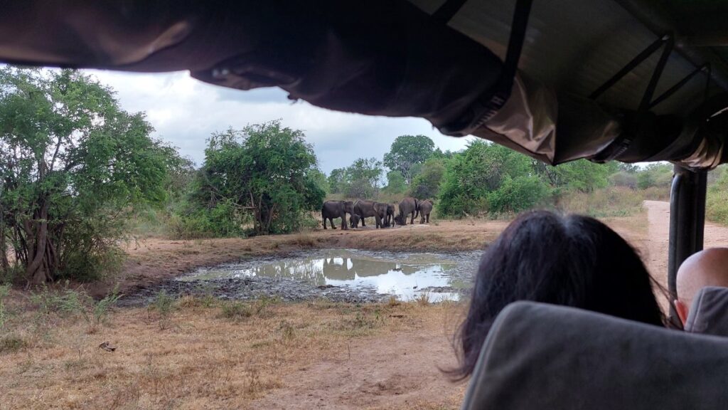 Asian Elephants in Udawalawe National Park
