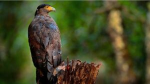 Crested Serpent Eagle at Wilpattu National Park, Sri Lanka