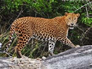 A Leopard in Sri Lanka