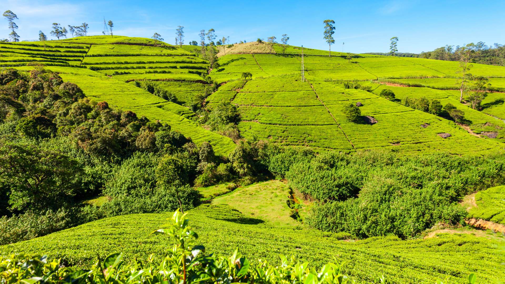 Known as "Little England," Nuwara Eliya offers a unique blend of colonial charm, breathtaking landscapes, and a cool climate