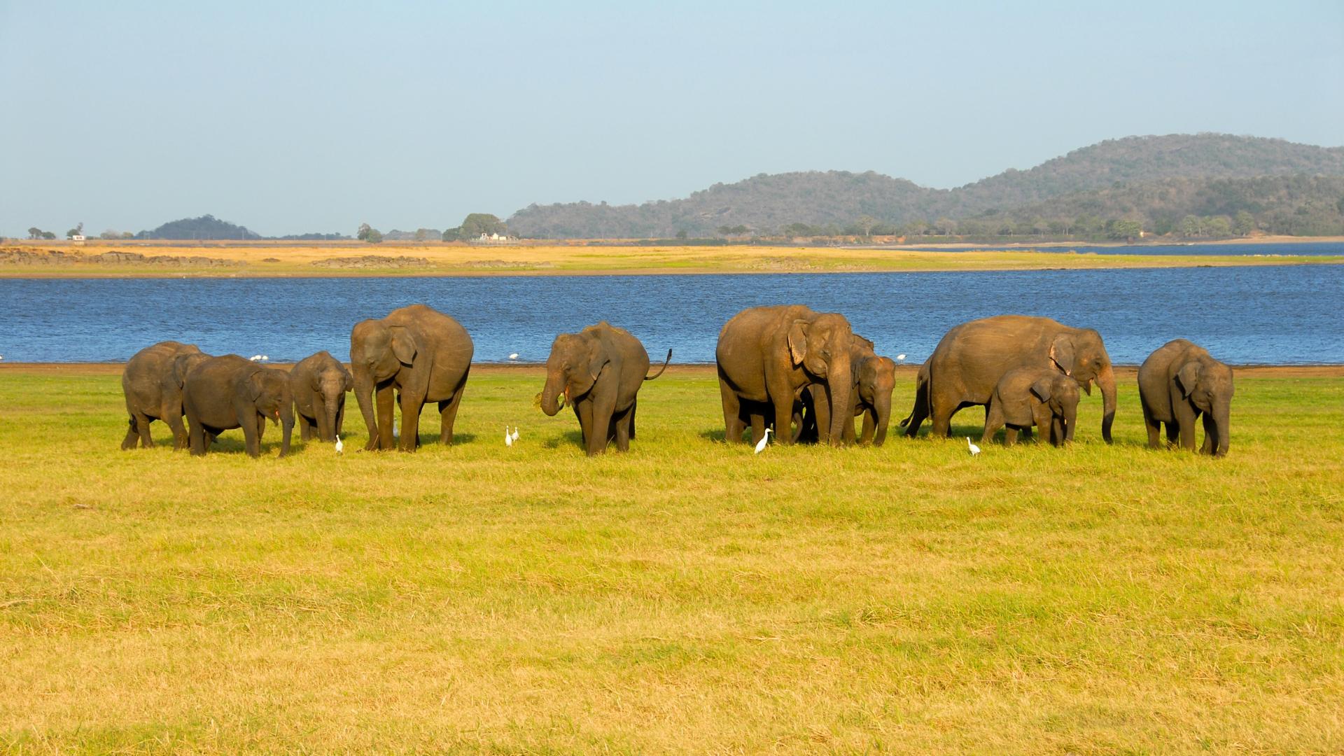 Elephants in Minneriay National Park