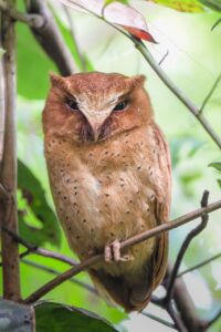 Serendib Scops-owl
